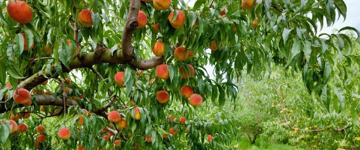 Peach Orchard, NJ - PYO Peaches - Demarest Farms