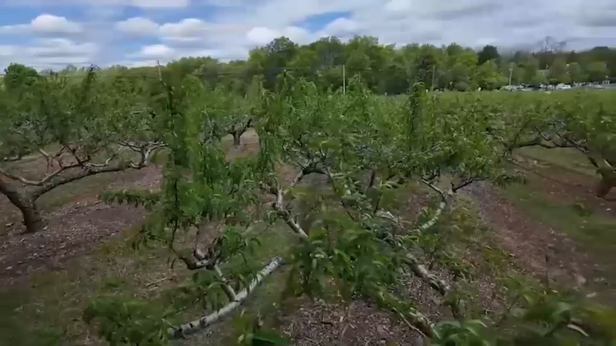 Peach Orchard, NJ - Devastating impact on NJ peach crop after historic heat then frost this Spring
